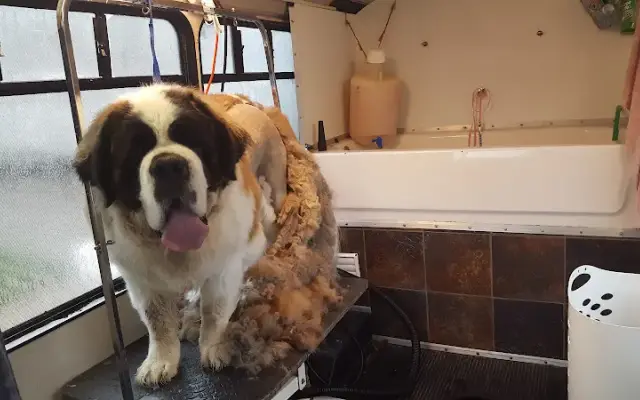 K-9 Designs Mobile Dog Grooming in Orem, UT