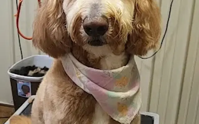 Snip Happens Pet Grooming in Roanoke, VA