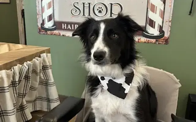 Downtown Hound in Hollister, MO