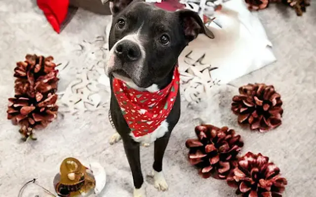 Glamour Paws in Findlay, OH