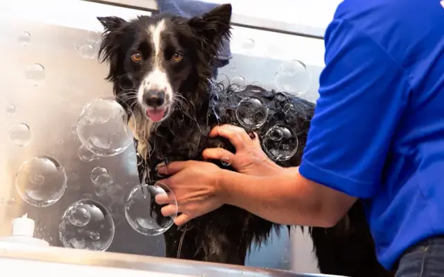 Zoomin Groomin in Coppell, TX