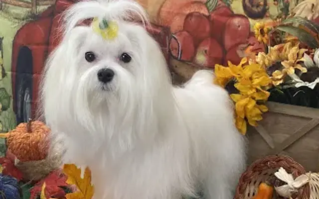 Pawfection Professional Pet Styling in Noble, OK