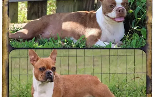 Pawprints Boston Terriers in Clarksburg, WV