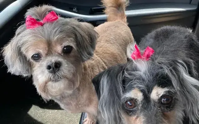 Brenda's Pet Grooming in Andalusia, AL
