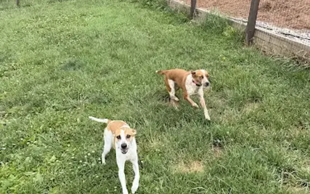 58 Hounds and Whiskers in Hillsville, VA