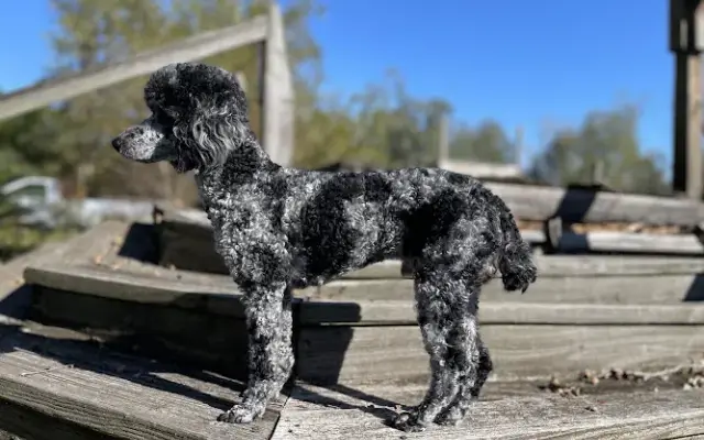 Two Mutts Cuts in Alma, GA