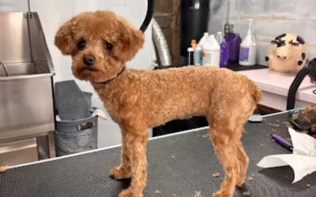 Fluffin Cute in New Wilmington, PA