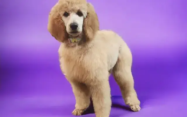 Ta-da Tails Mobile Pet Grooming in Berea, OH