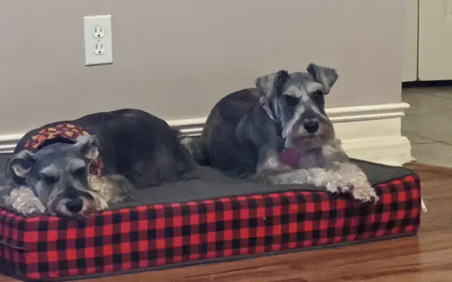 The Shaggy Dog Grooming in Yulee, FL
