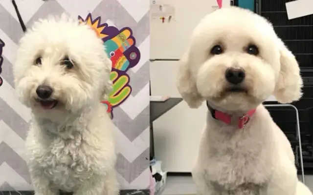 Pawsitive Manners Pets N' Puddles Dog Training, Luxury Pet Spaw & Salon in Menifee, CA