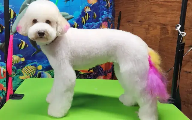 Grooming By Deanna in Cottage Grove, OR