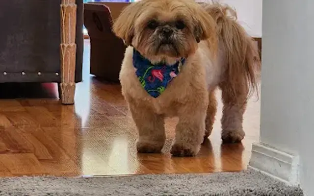 Happy Tails Pet Salon in Encinitas, CA