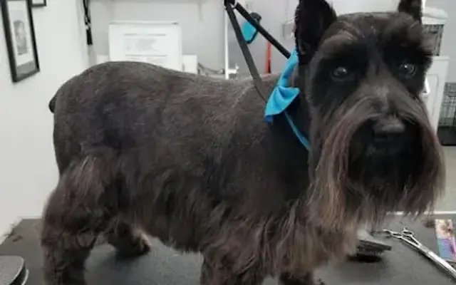 Golden Paws Grooming in Tuttle, OK