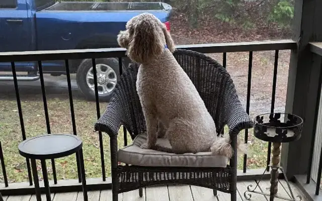 Bark & Bubbles in Cornelia, GA