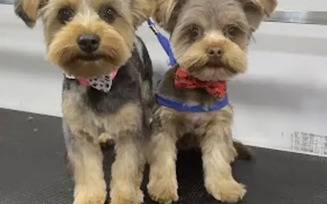 Petlux Grooming in Las Vegas, NV