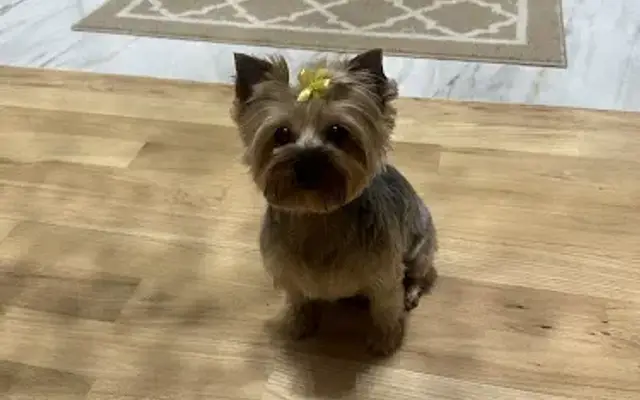 Bark Bark Grooming Salon & Boutique in Wantagh, NY