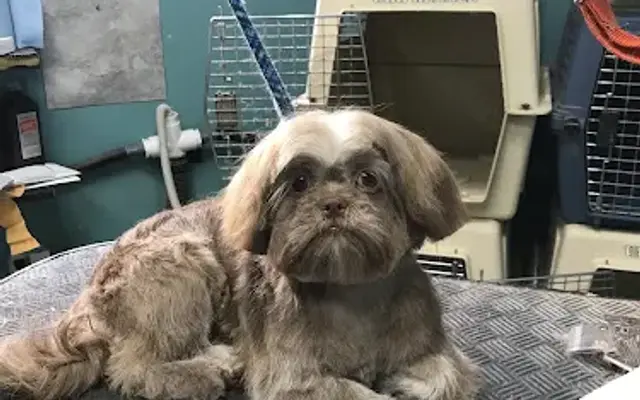 The Dog Salon in Brentwood, TN
