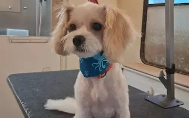 Trixie's Gulfside Grooming in Brandon, FL