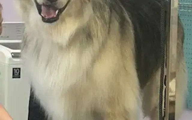 Pampered Paws Salon in La Verkin, UT
