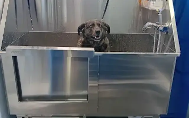 Rubber Duck Pet Spa mobile grooming in Kansas City, MO