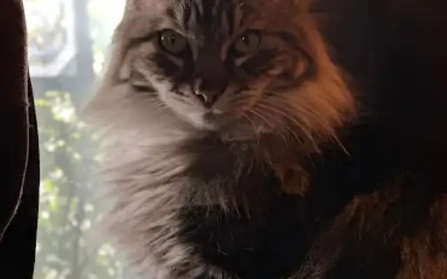Lady B Grooming in Portland, OR