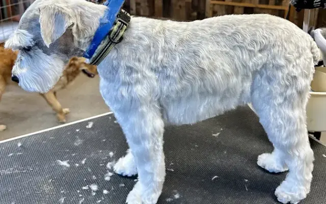Aa List Dog Grooming, LLC in Rathdrum, ID