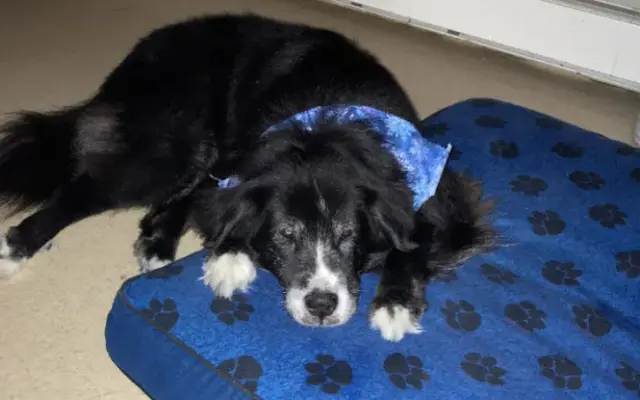 LOVE-N-CARE Dog Grooming LLC in Plymouth, NH