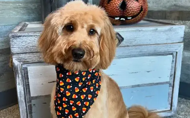 Bark & Buzz Grooming in Westwood, MA