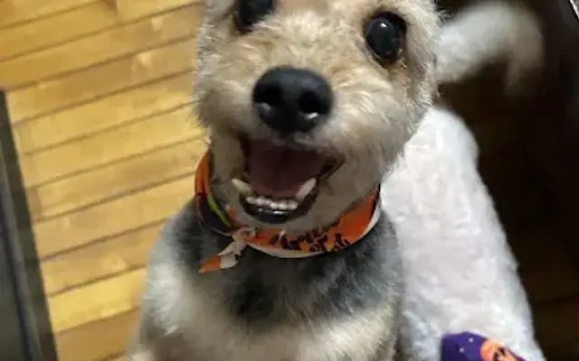 Brandy Dog's Barbershop in Flushing, NY