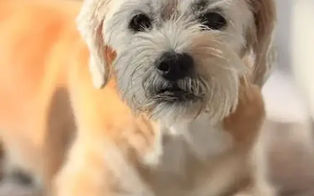 Yolanda's Mobile Pet Grooming LLC in Lake View Terrace, CA