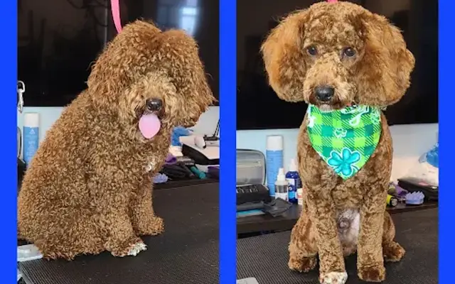 Faith's Pet Spa in Brooklyn, NY