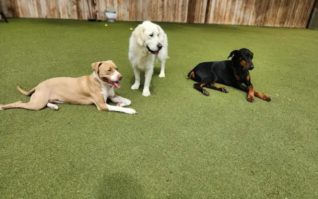 Southlake Classic Pet Retreat in Southlake, TX