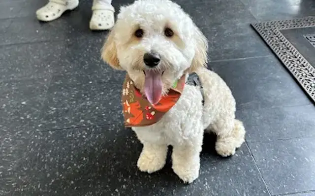 Tiffany's Puppy Cuts in Staten Island, NY