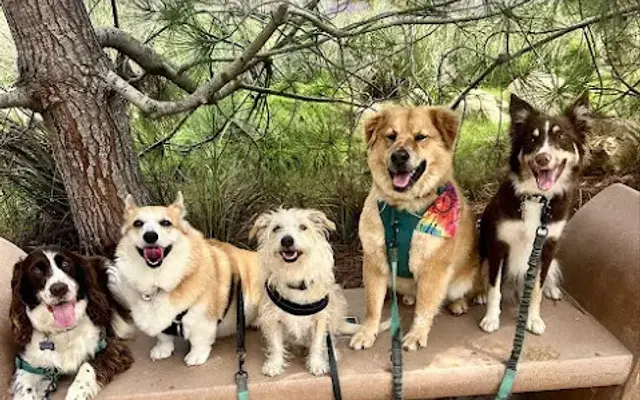Dogs On The Run in Solana Beach, CA