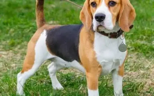 Chris's Country Pet in Dowagiac, MI