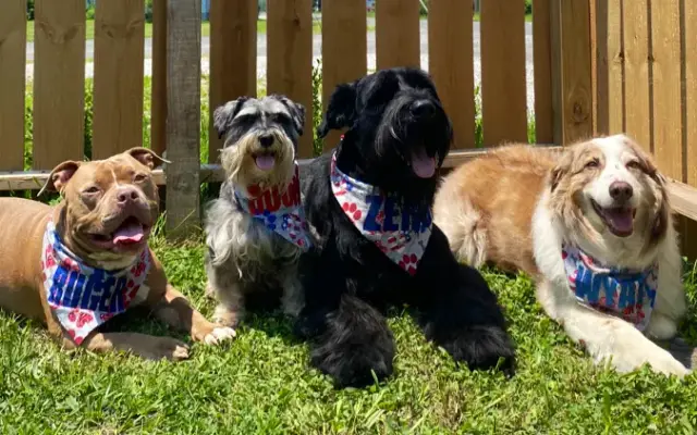 Groomingayles in Staunton, IL