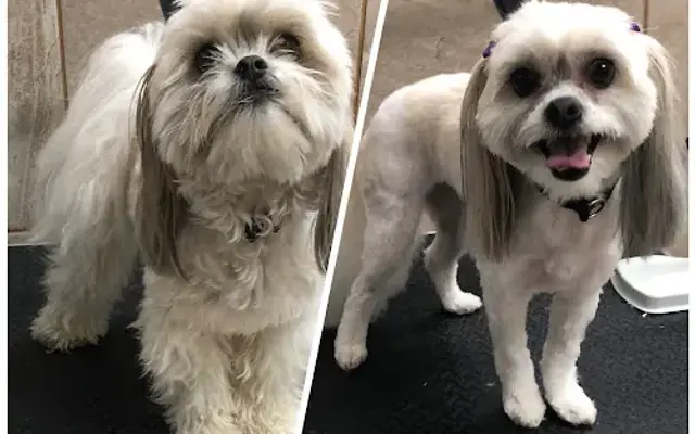 House Call Grooming by Brittany in Blacksburg, VA