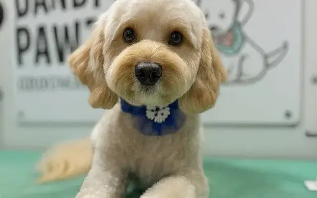 Dandi Pawz Grooming in Charlotte, NC