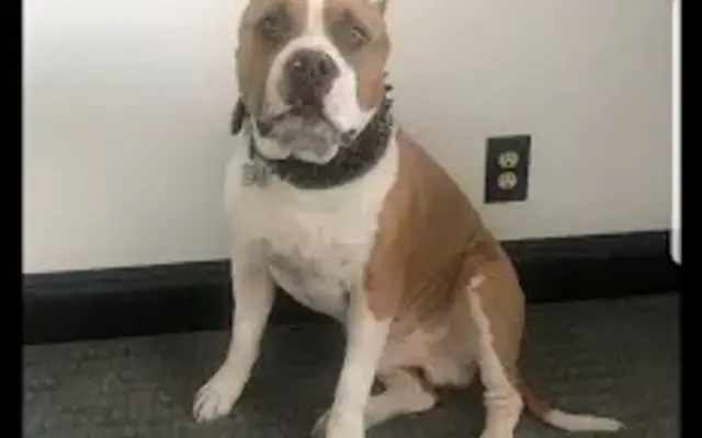 All breed mobile pet grooming in Las Vegas, NV