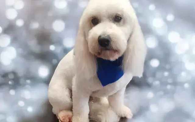 Grooming By Erika in Imlay City, MI