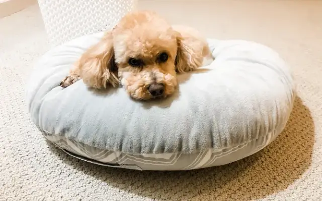 Teressa's Doggie Boutique in Peachtree City, GA