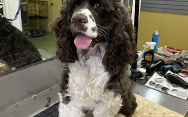 Tail Waggers Salon Grooming in Greenbrier, TN