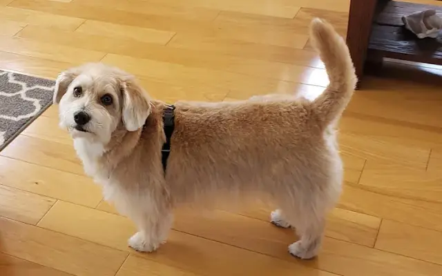 Beth Dowdy Mobile Dog Groomer in Port Orange, FL