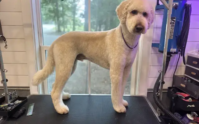 Southern Pups Spa in Trinity, NC