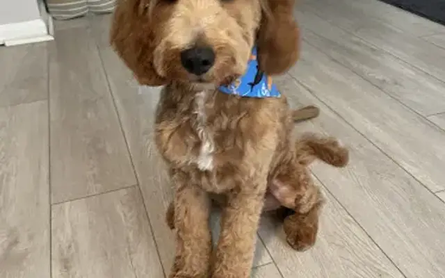 Tropawical Tails Grooming Salon in New Port Richey, FL