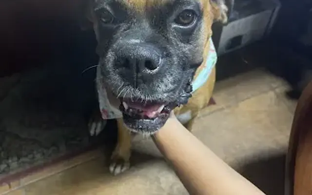 Kiki’s pet grooming in Houston, TX