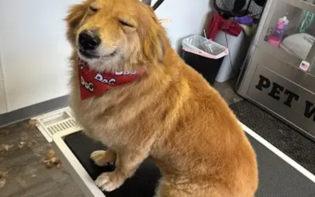 Evo Dog Wash Golden in Golden, CO