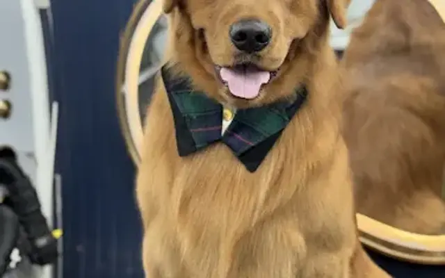 Pawsh Royal Spa -Mobile Pet Grooming in Tampa, FL