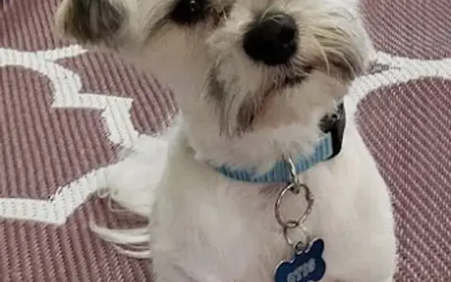 CNY Canine Grooming in Brewerton, NY