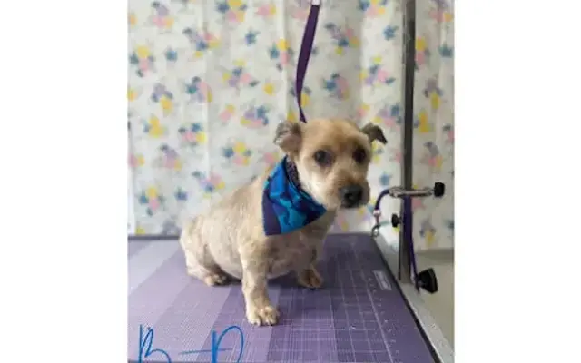 Furr-Ever Friends Dog Grooming & Boarding in Nancy, KY